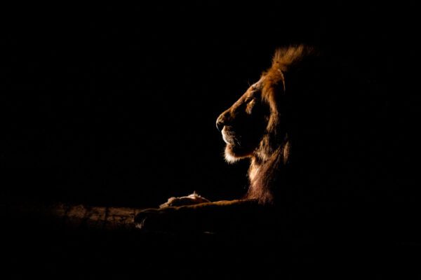 The Side Profile Of A Male Lion Lying Down, Panthera Leo, At Night, Lit Up By Spotlight, Looking Away,londolozi Game Reserve