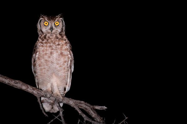 Spotted Eagle Owl, Bubo Africanus, Alert, Perched On A Branch At Night.,londolozi Game Reserve