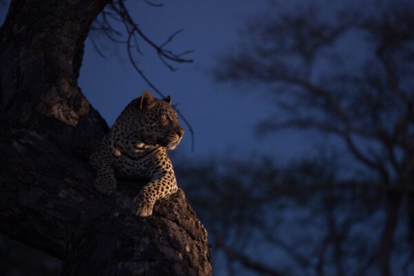 Londolozi Game Reserve,south Africa,a Leopard, Panthera Pardus, Lies In A Tree In The Dark, Lit Up By Spotlight