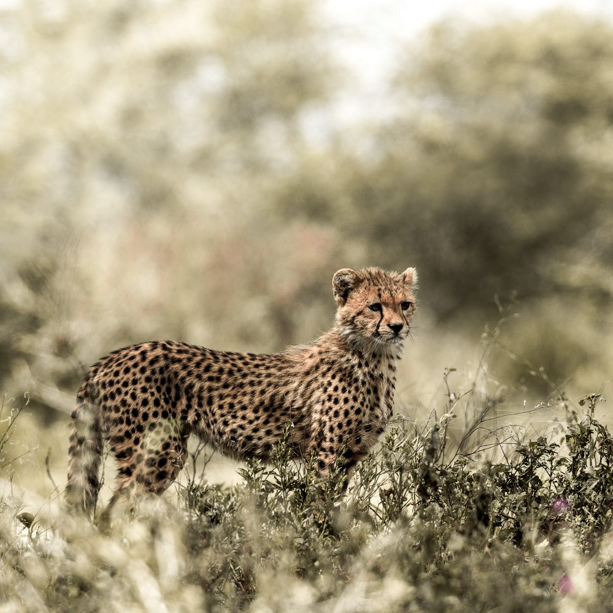 Cub Cheetah In Serengeti National Park