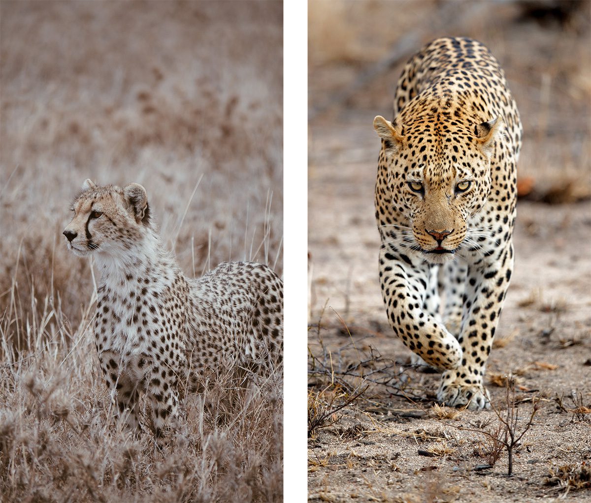 Cheetah vs. Leopard