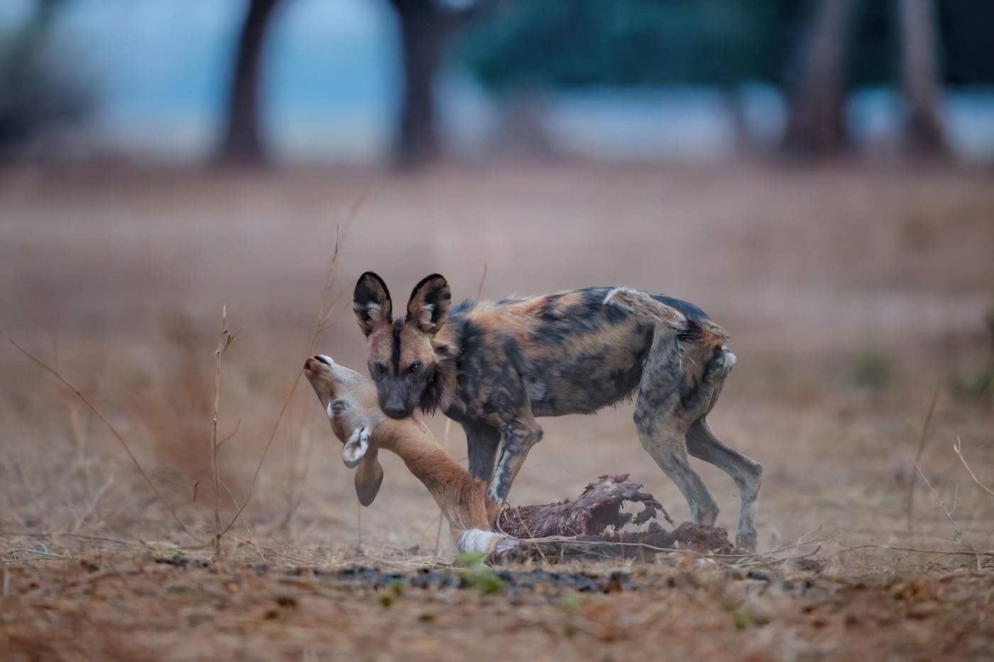 African Wild Dog (lycaon Pictus) Eating The Remains Of An Impala In Mana Pools National Park In Zimbabwe