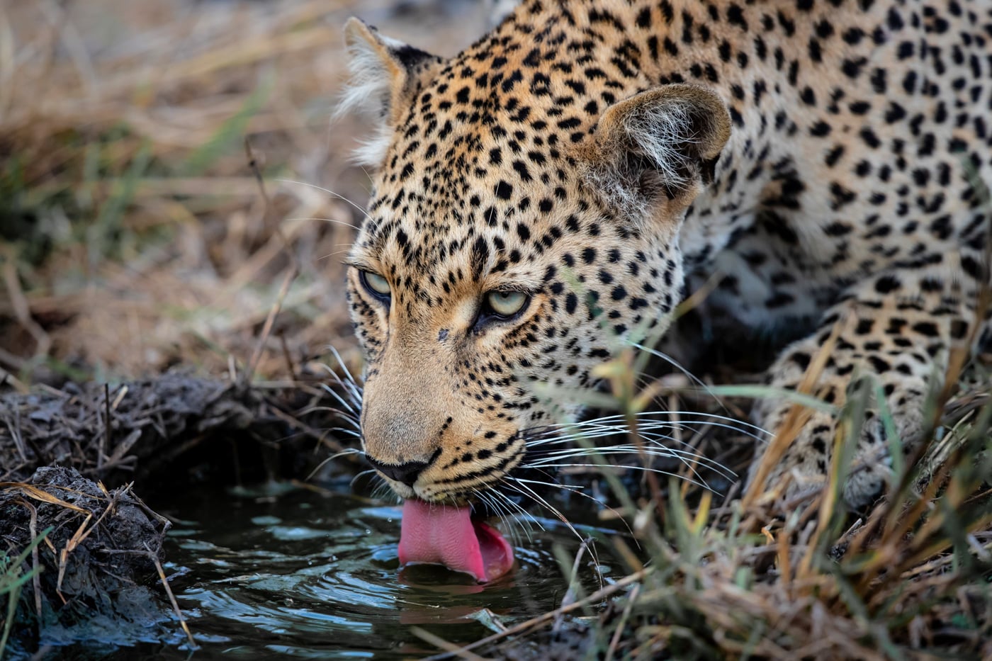 Leopard Female Drinking In Sabi Sands Game Reserve In The Greate