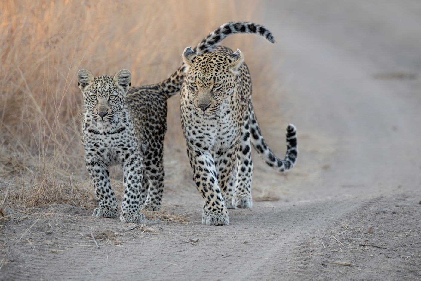 Londolozi Game Reserve,south Africa,a Mother Leopard And Her Cub, Panthera Pardus, Walk Along A Sand Road