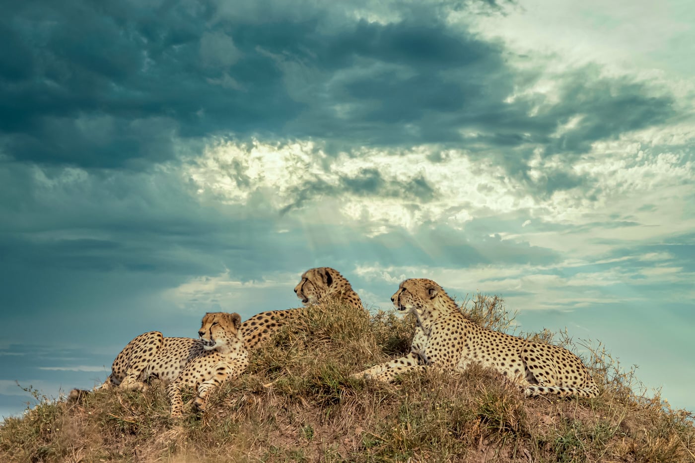 Wildlife photography Maasai Mara National Reserve