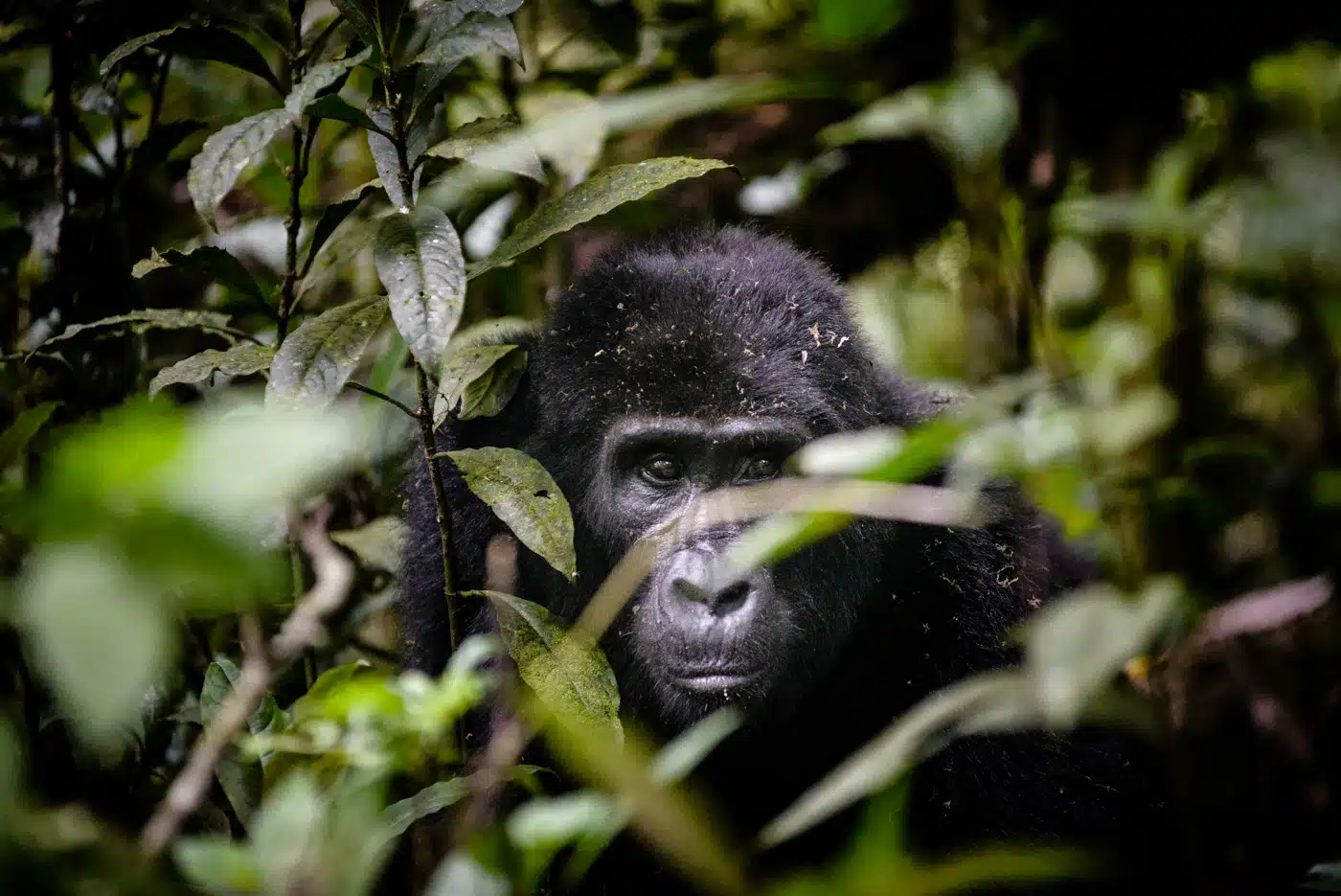 Uganda, Sanctuary Gorilla Forest Camp