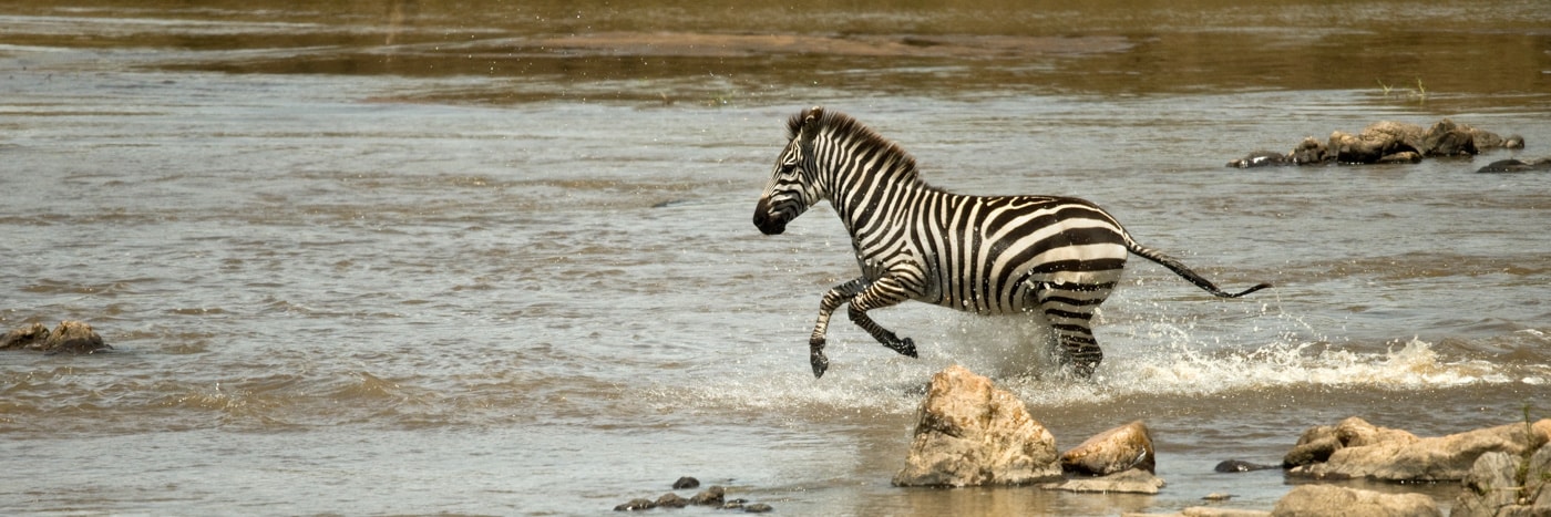 Zebra Running Through River In The Serengeti, Tanzania, Africa