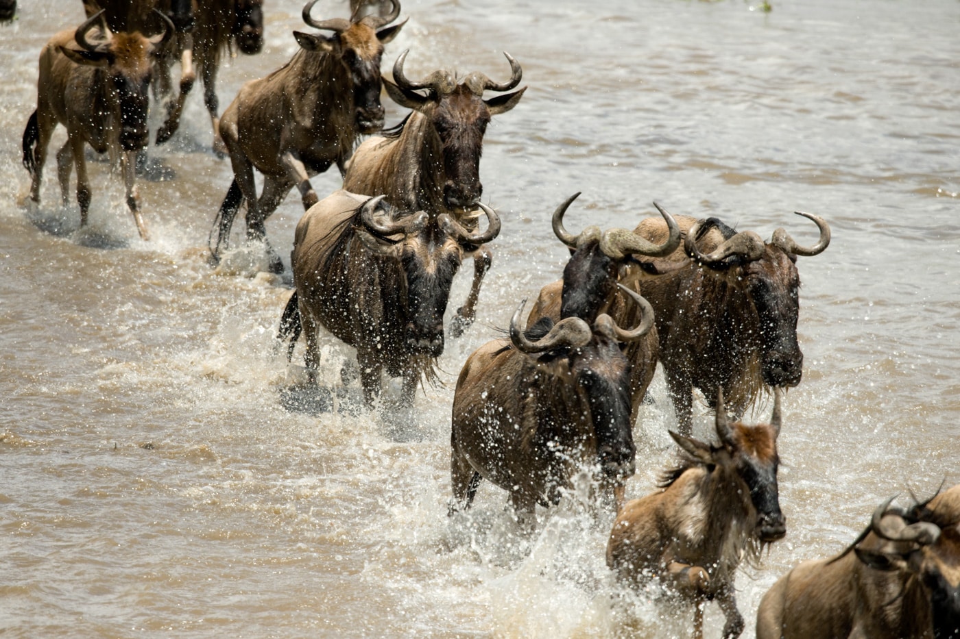 Wildebeest Running In River In The Serengeti, Tanzania, Africa