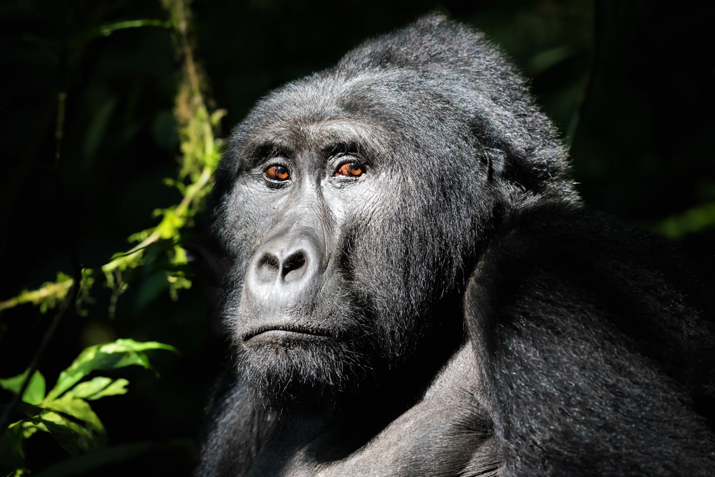 A Wild Mountain Gorilla In The Bwindi Impenetrable Forest,wild Mountain Gorilla,africa