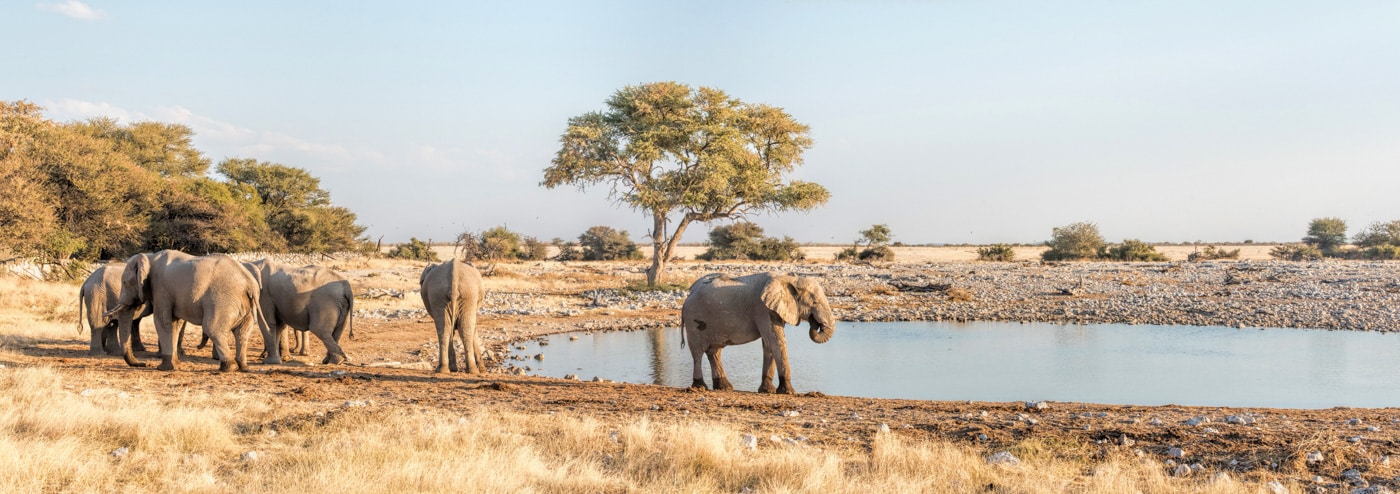 Elephants In Namibia, Namibia Safari
