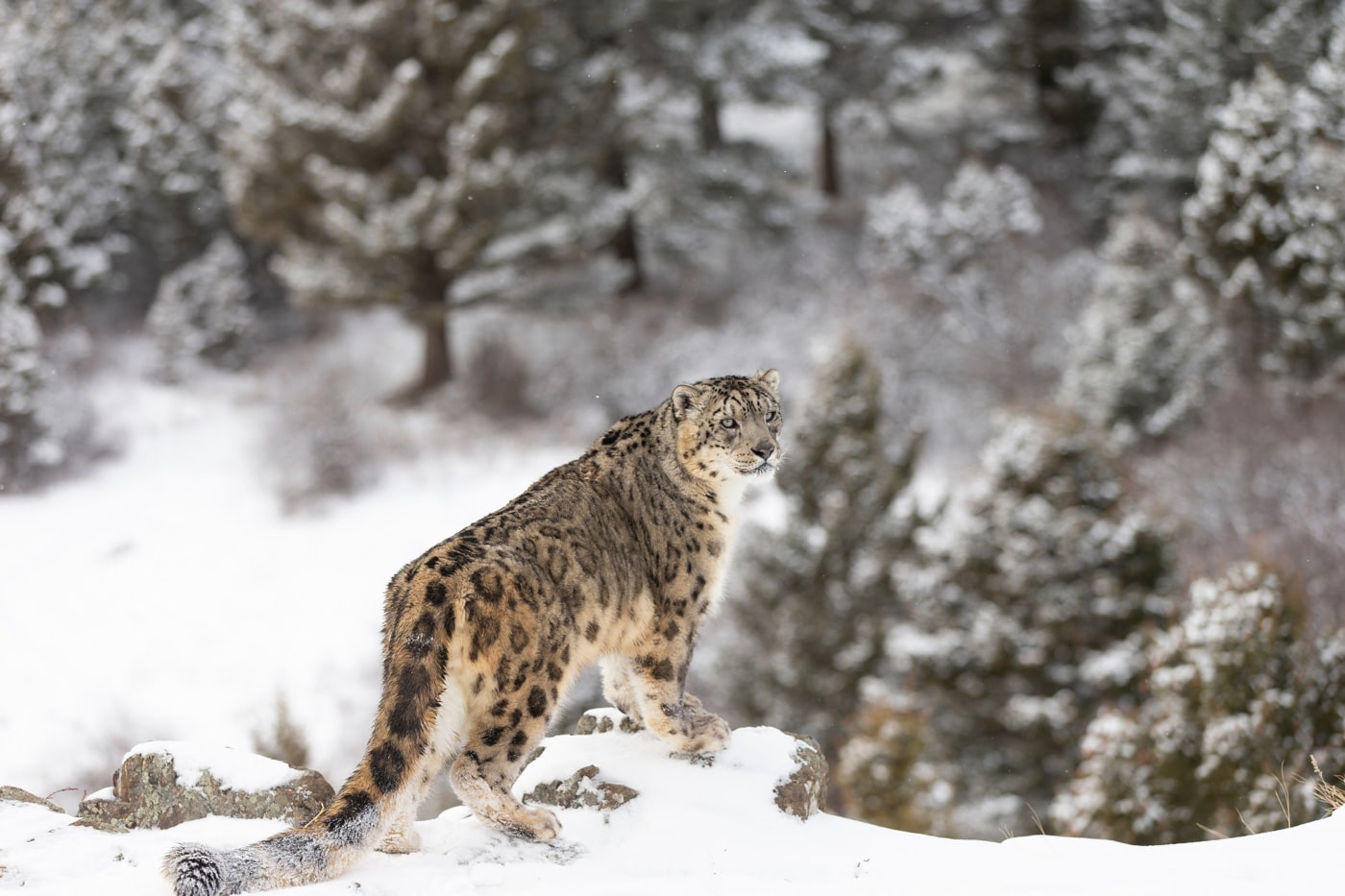 Rare, Endangered, Elusive Snow Leopard In Cold Winter Snow Scene