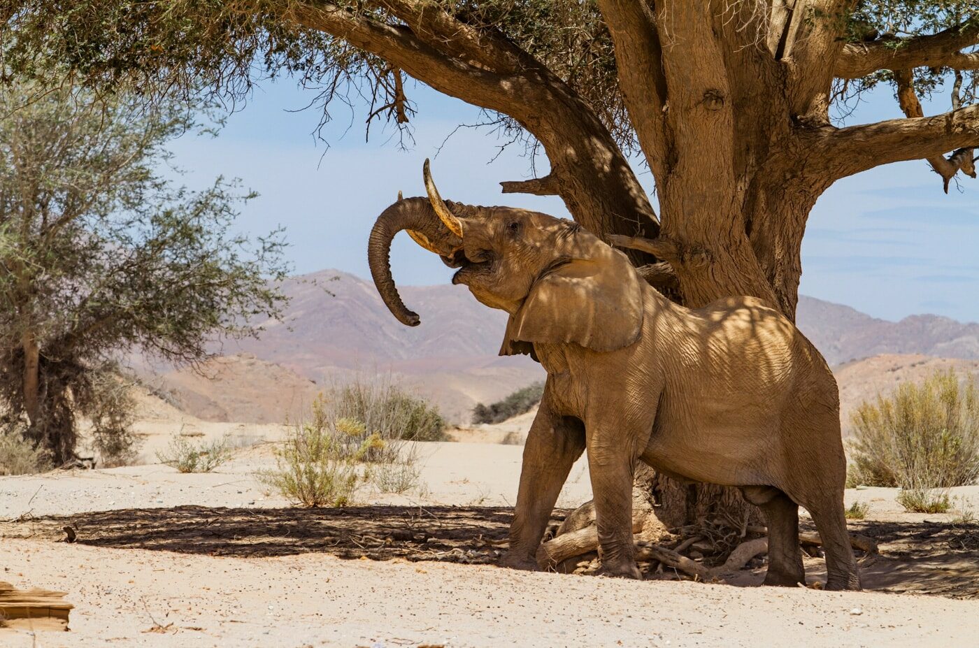 Bull Elephant, Namibia, Namibia Safari