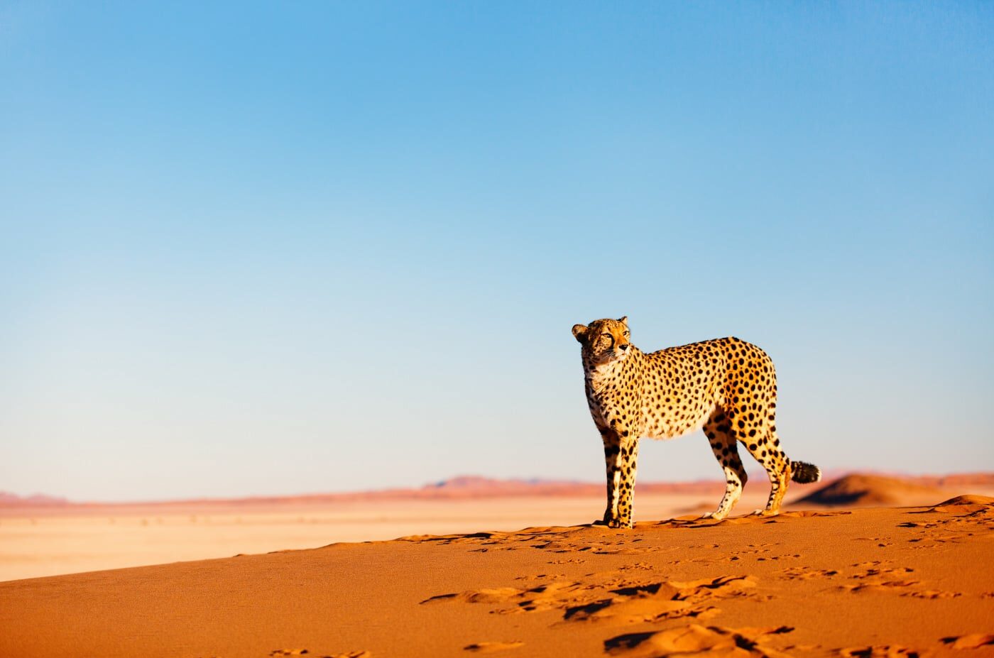 Cheetah, Namibia, Namibia Safari