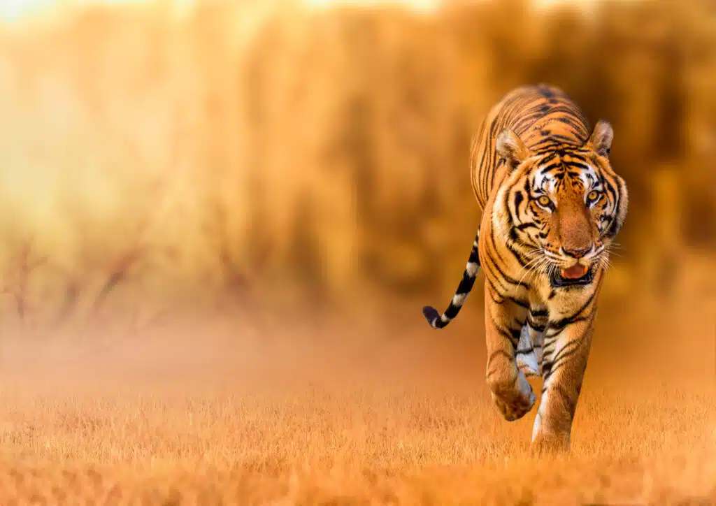 Tiger, Walking In The Golden Light Is A Wild Animal Hunting Summ