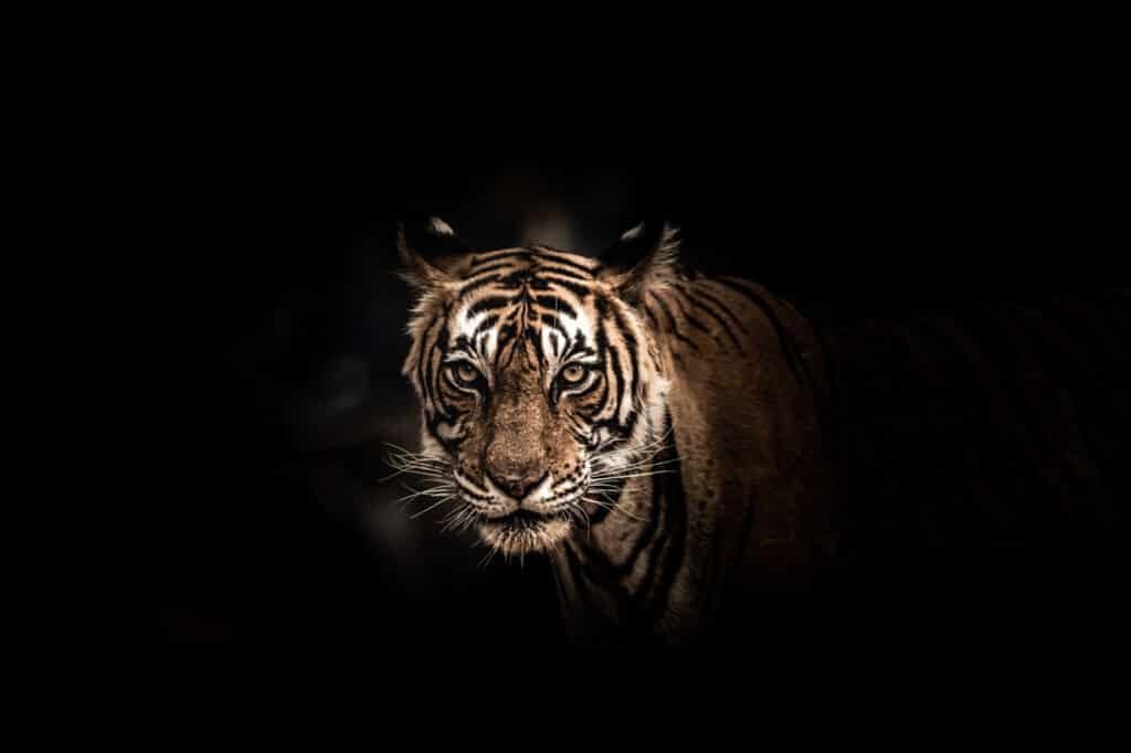 Tiger At Ranthambore National Park, big cats