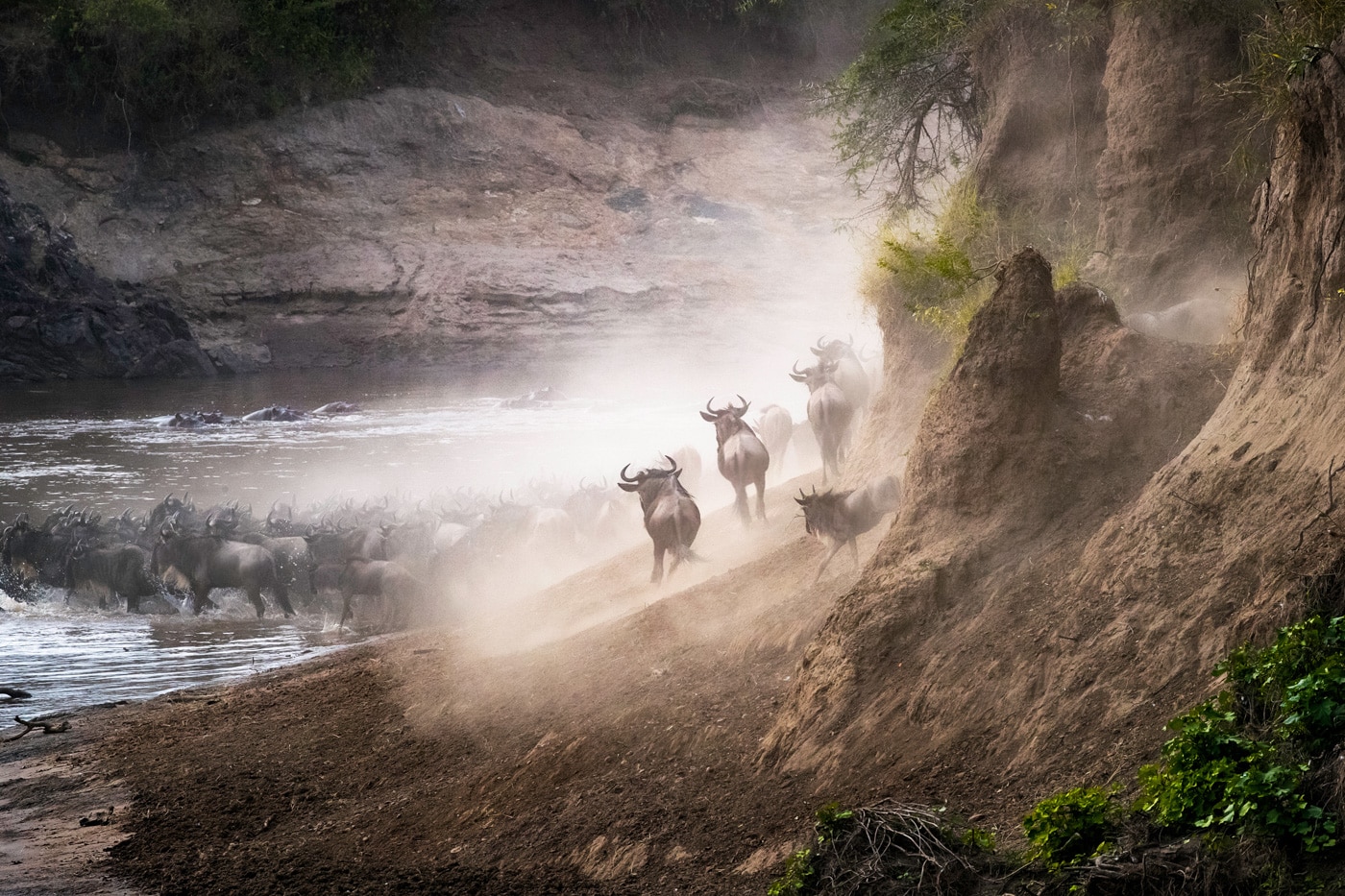 Wildebeest Great Migration Crossing The Mara River