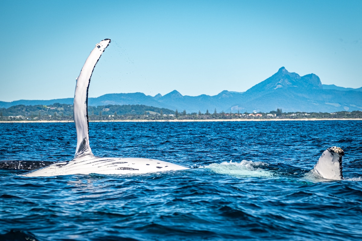 Whale Watching off Byron Bay, Australia. Visit Australia
