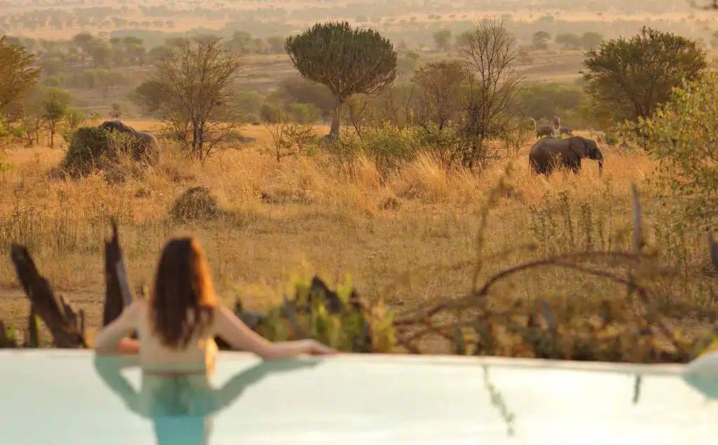 Sayari safari camp, watching the Great Migration from swimming pool.