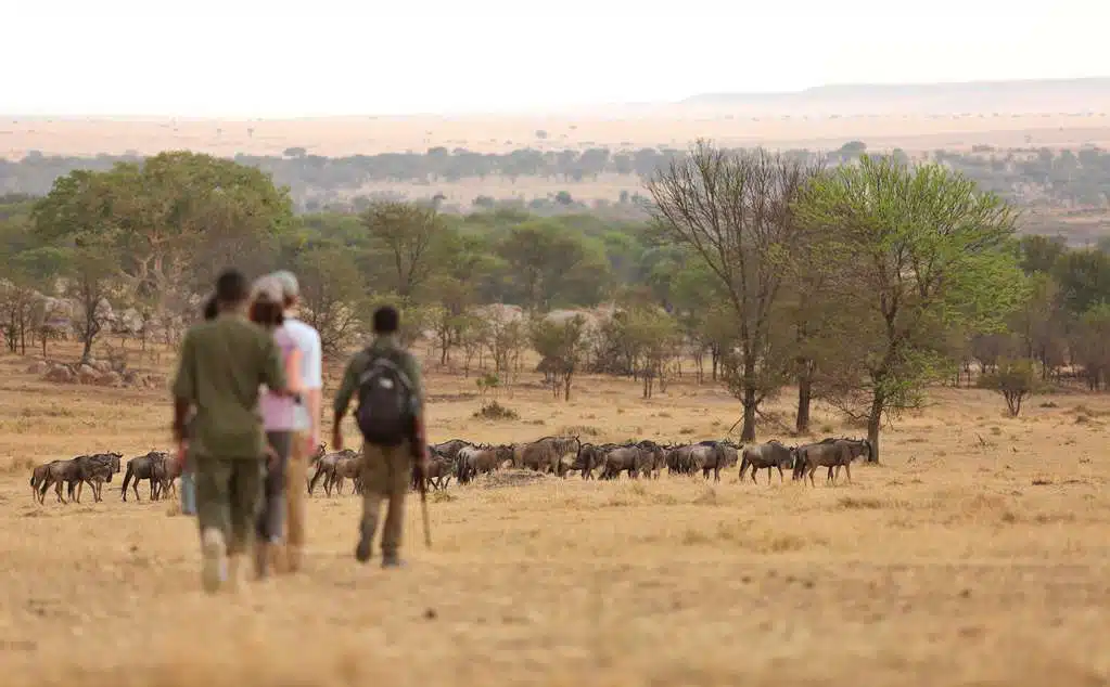 Walking safari watching the Great Migration