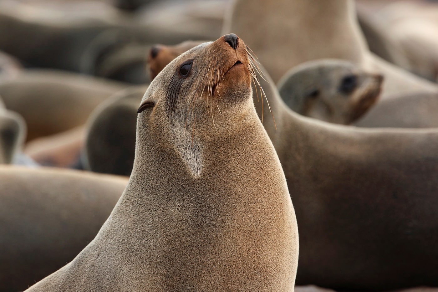 Cape Fur Seal In The Cape Cross Seal Colony On The Coast Of Namibia, Namibia Safari