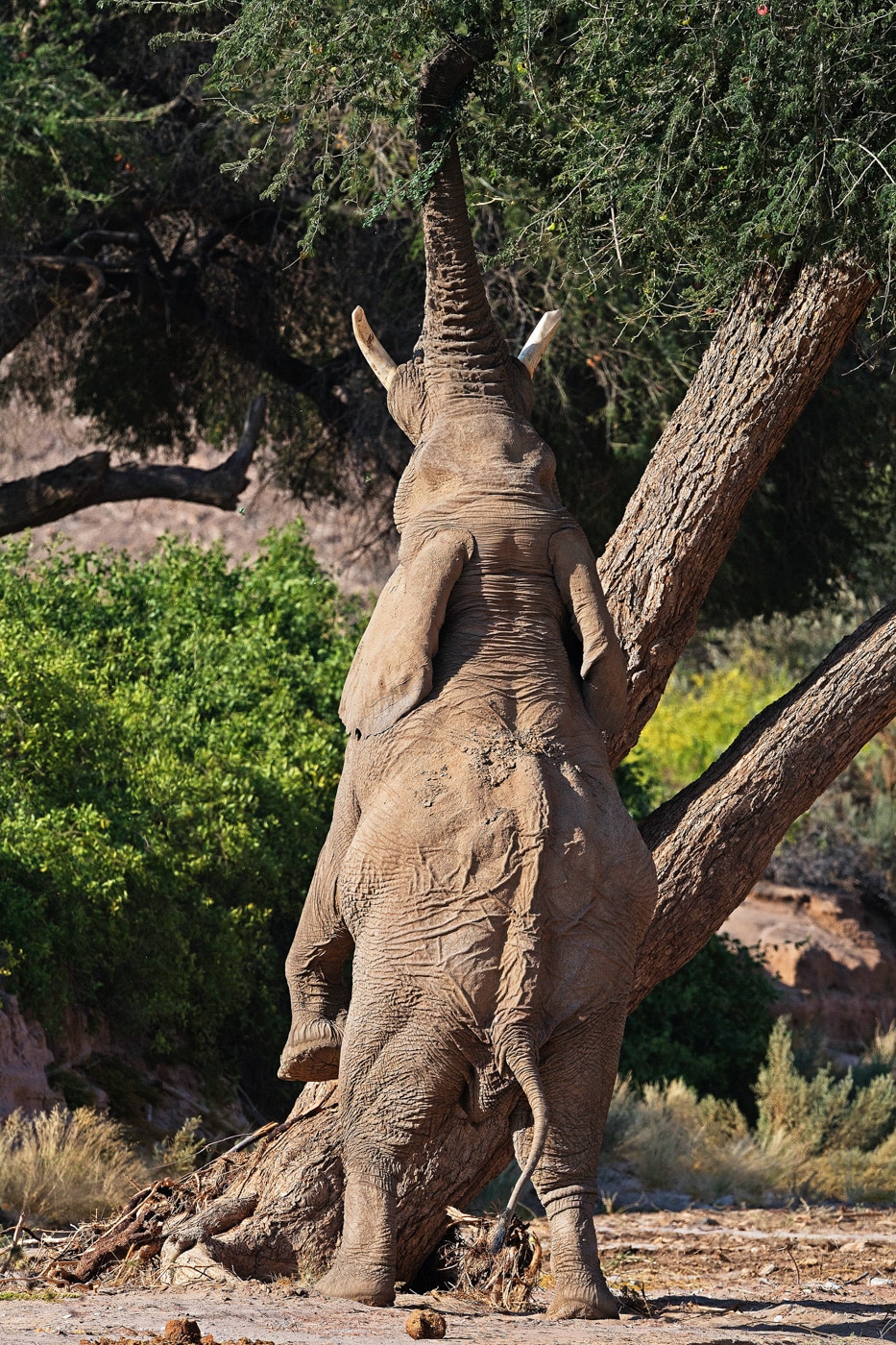 Elephant eating from a tree, Namibia, Namibia Safari