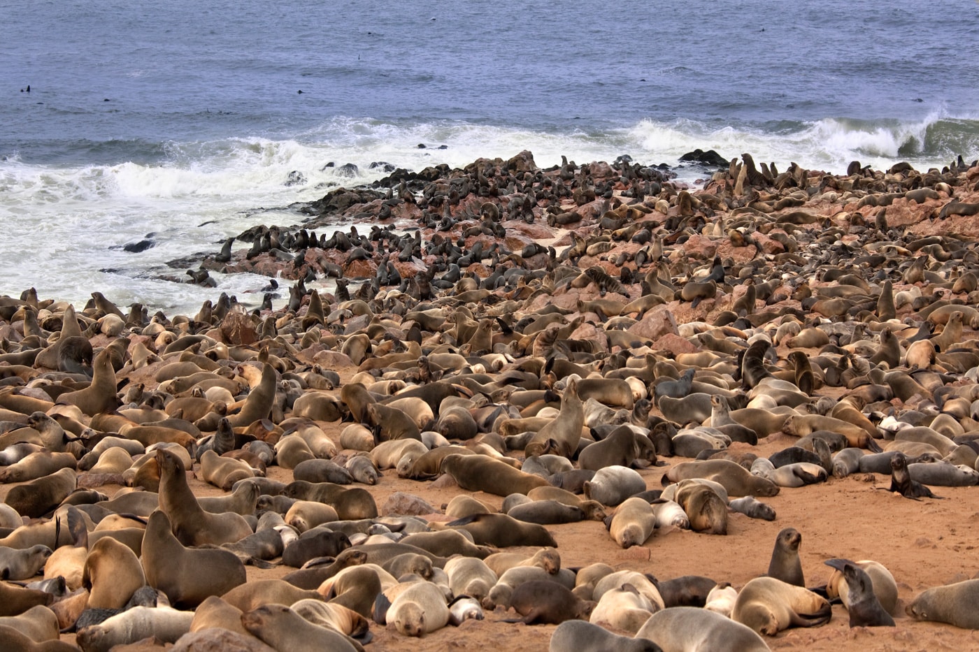 Cape Fur Seal In The Cape Cross Seal Colony On The Coast Of Namibia, Namibia Safari