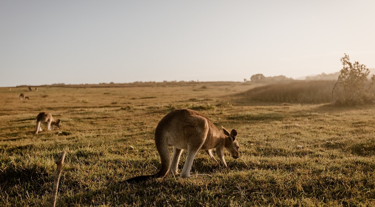 Kangaroo Eating Grass, Kangaroo Island, visit Australia