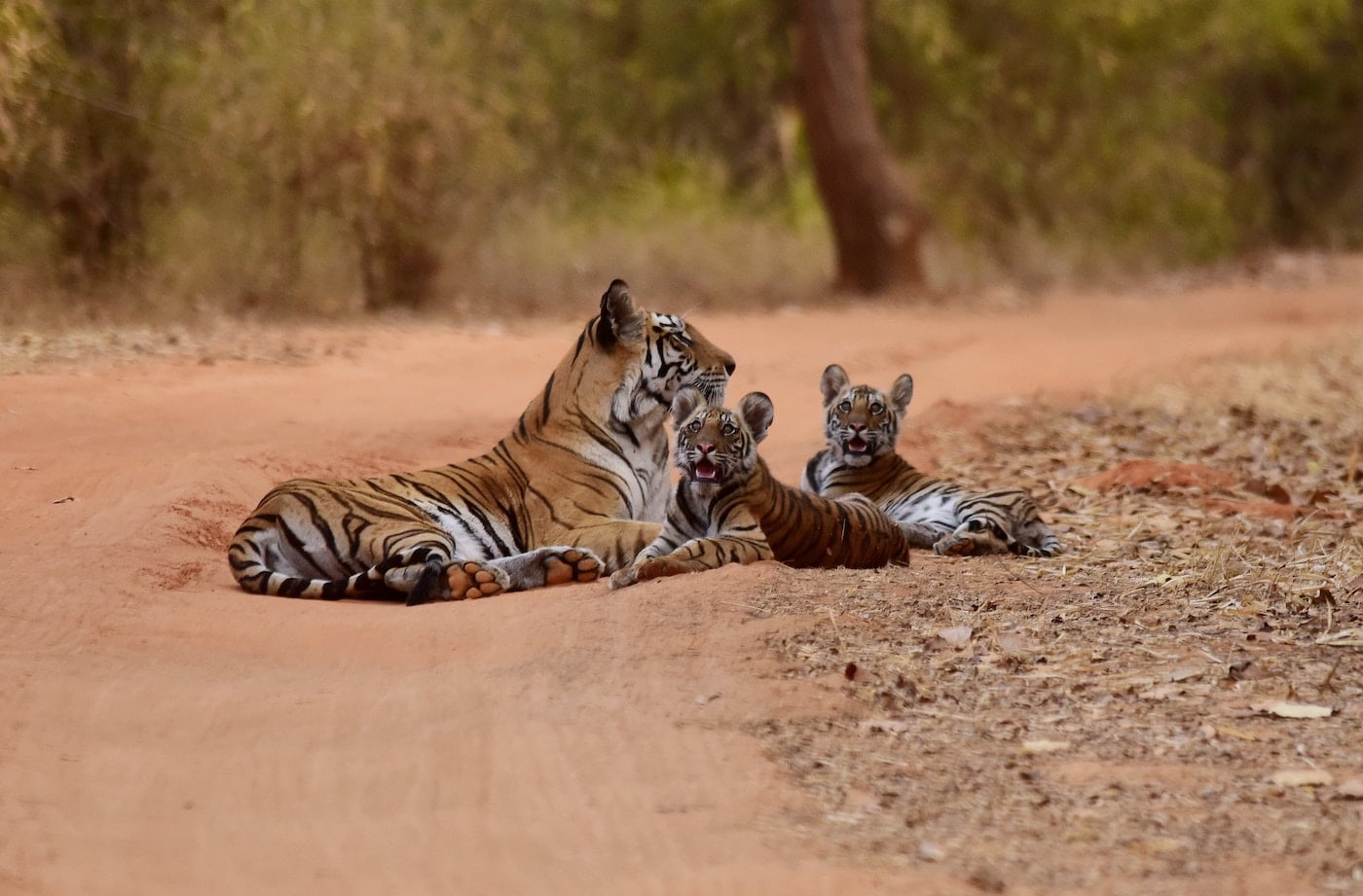 Tigers, big cats, Bandhavgarh India