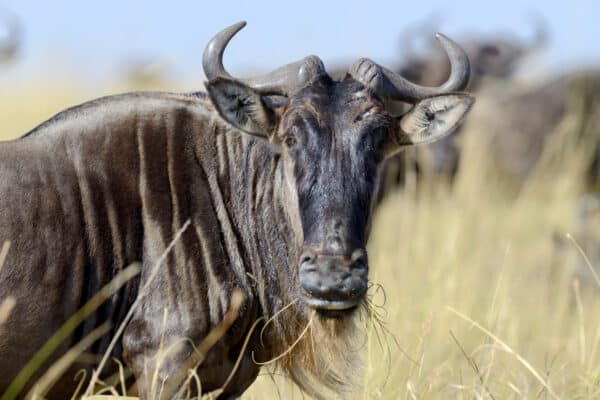 Wildebeest on the Great Migration, Kenya, Africa