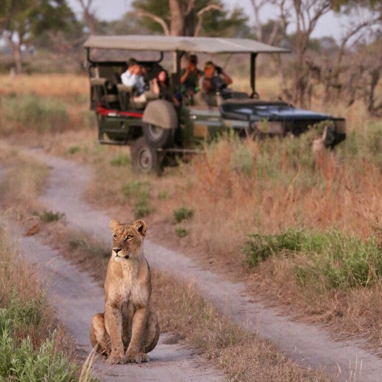 Lioness on a luxury game drive in Botswana