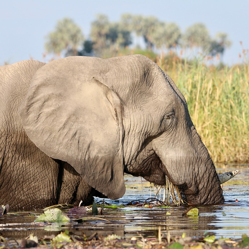Elephant bathing in the Okavango Delta Bostwana
