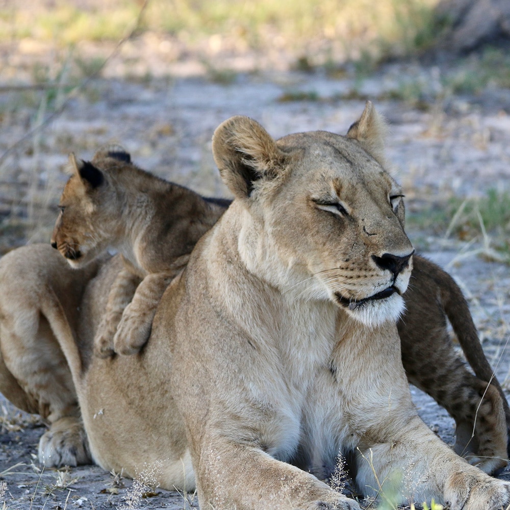 Lioness and cub on a luxury Botswana safari