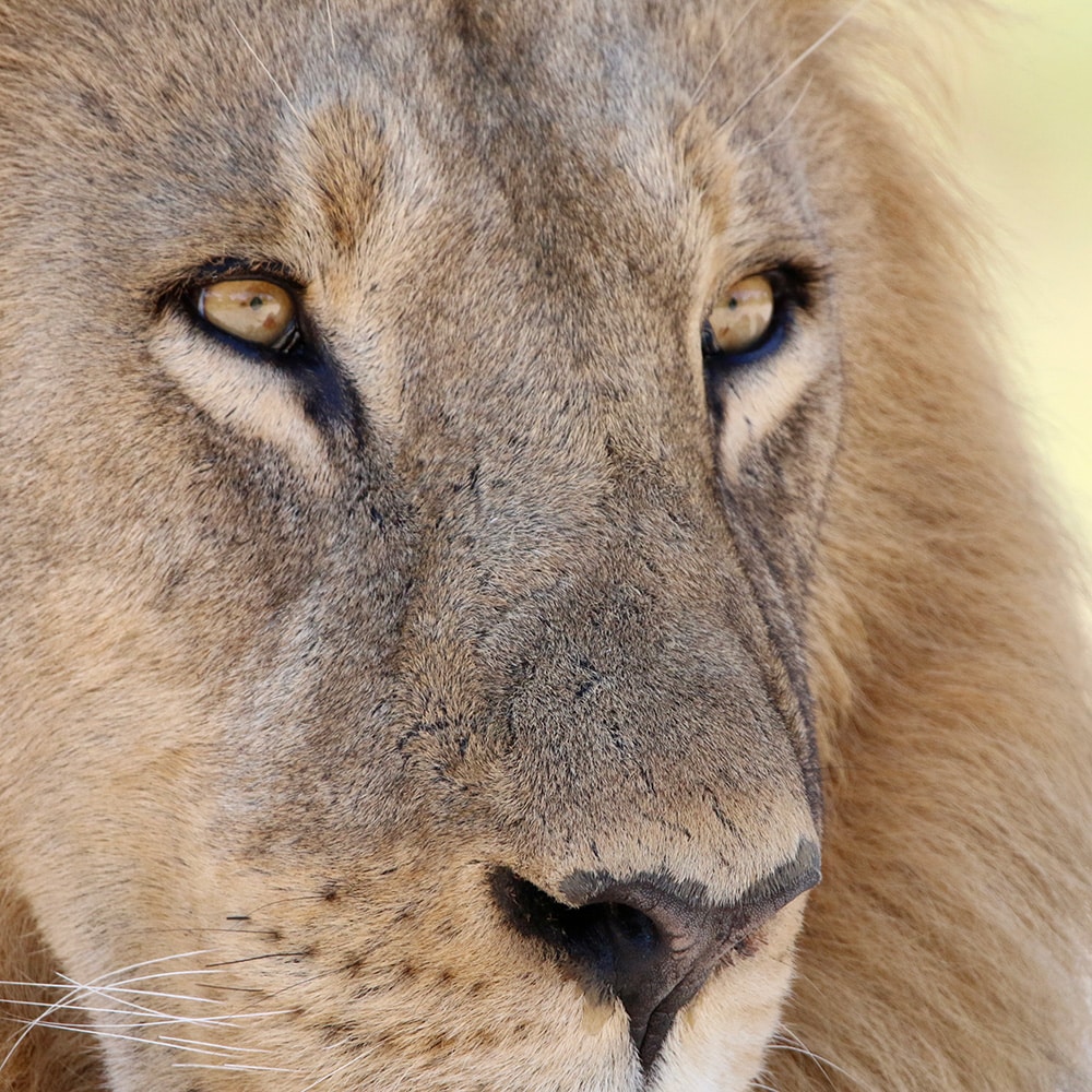 Close-up of lion on the Okavango Delta