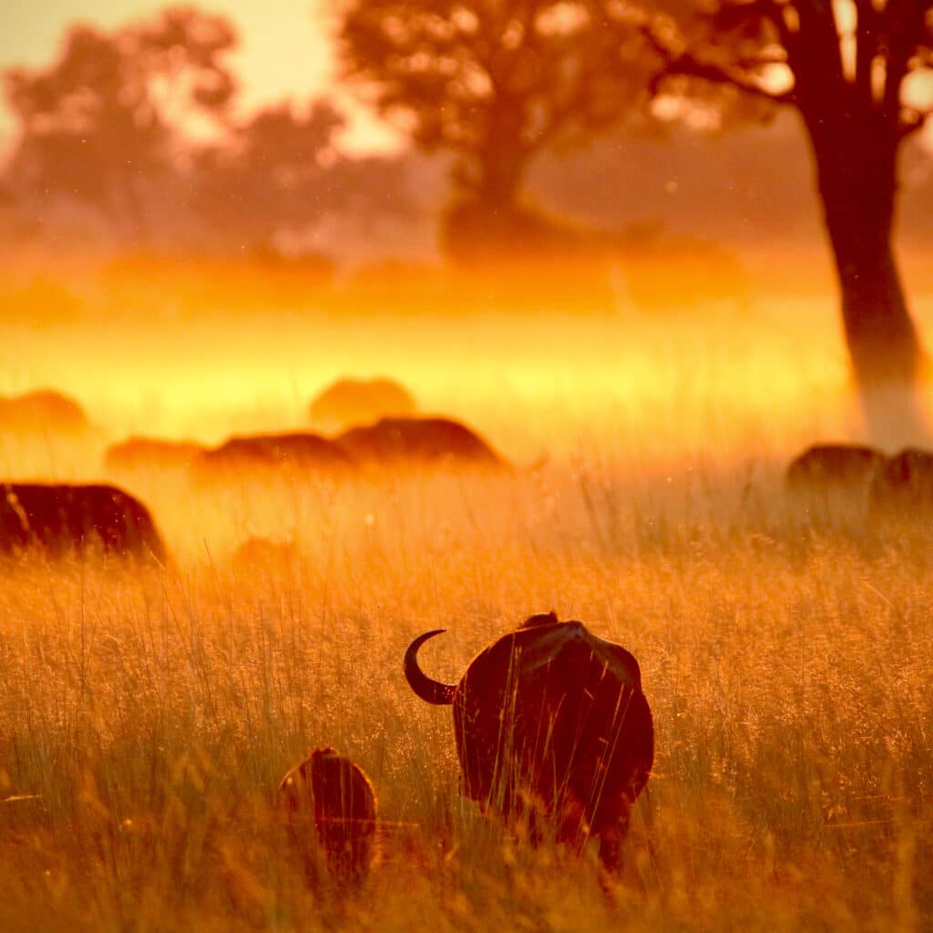 Sunset over the Okavango Delta with a herd of grazing buffalo