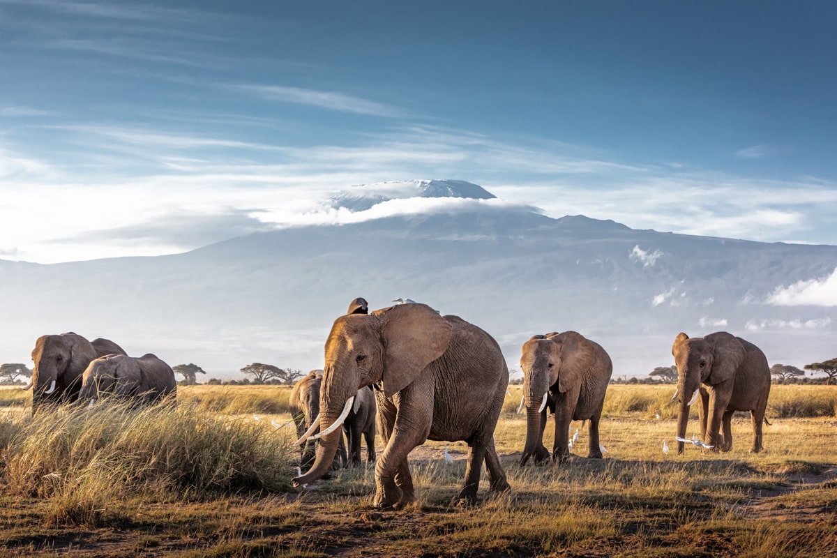 Herd Of African Elephants In Front Of Kilimanjaro.