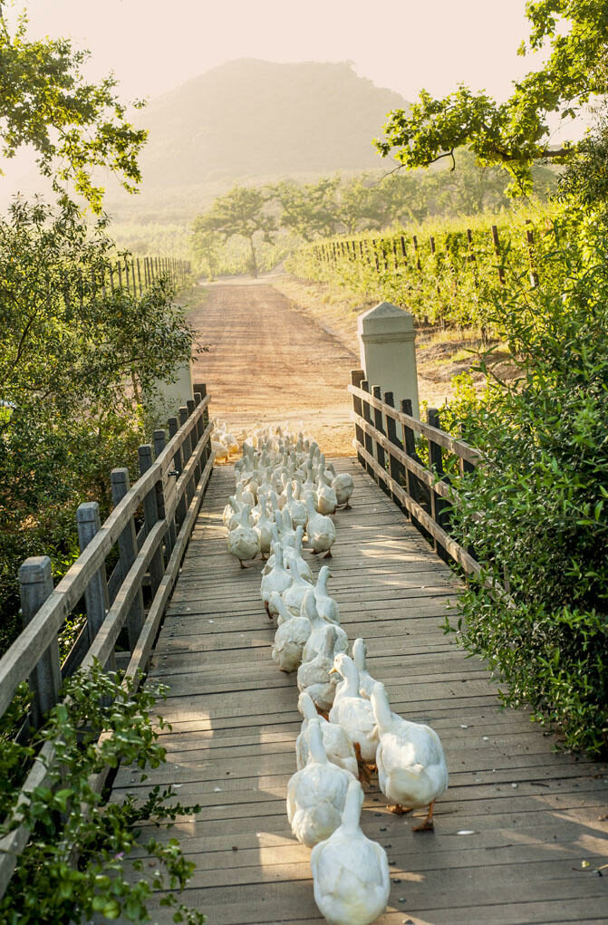 6.working Ducks Cross The Bridge To The Vineyards Where They Will Zap Snails All Day