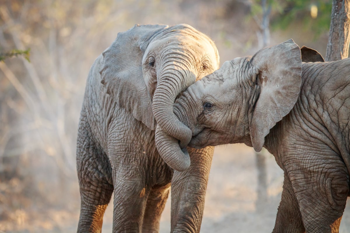 Two Elephants Playing.