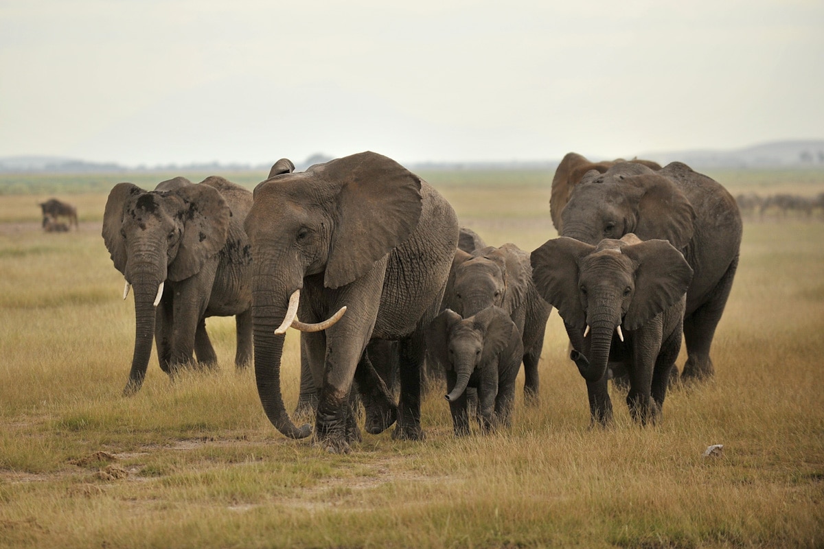 Tanzania. Elephants: Adults And Children