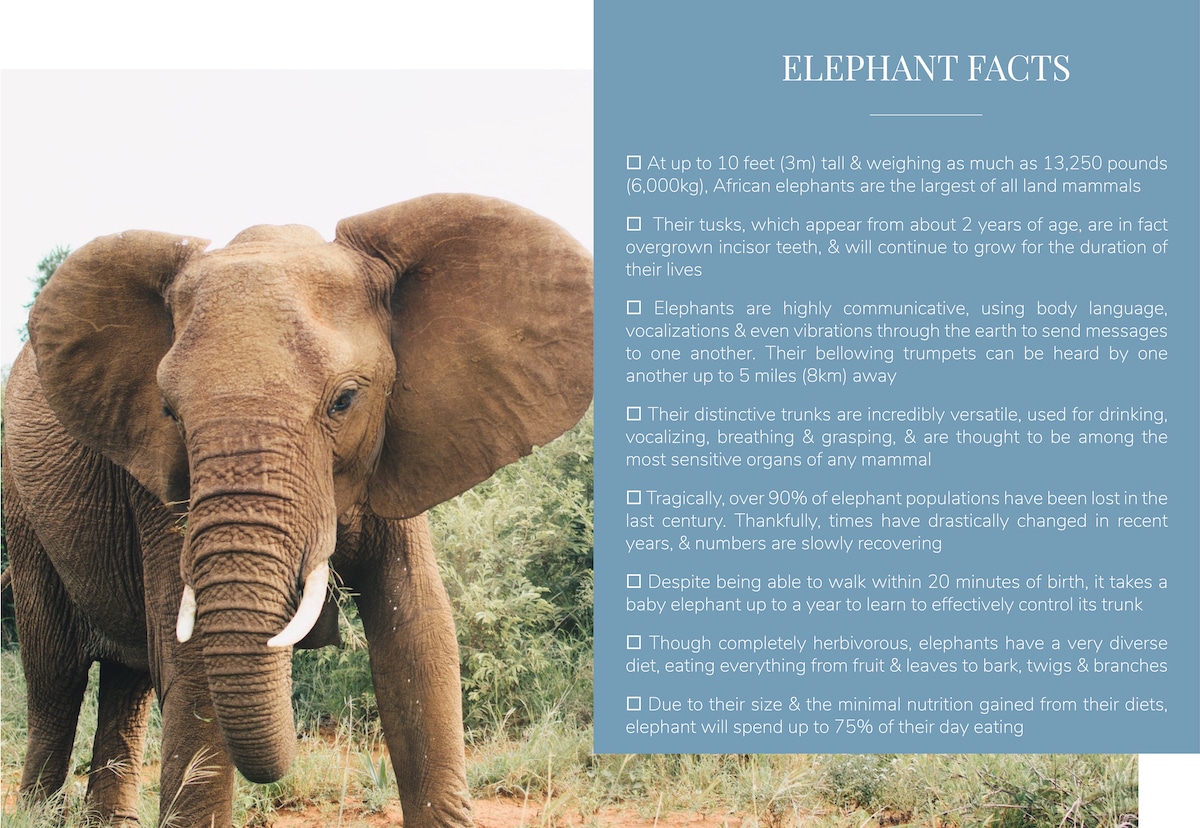 Blog Facts Elephants
