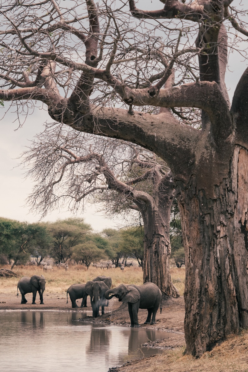 Elephant family in Hwange, Zimbabwe