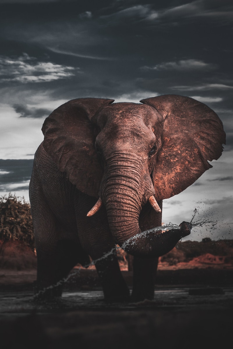 Bull elephant in Hwange, Zimbabwe