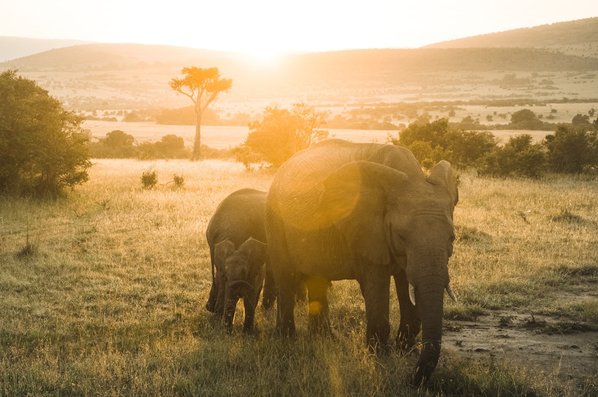 Elephants in Maasai Mara