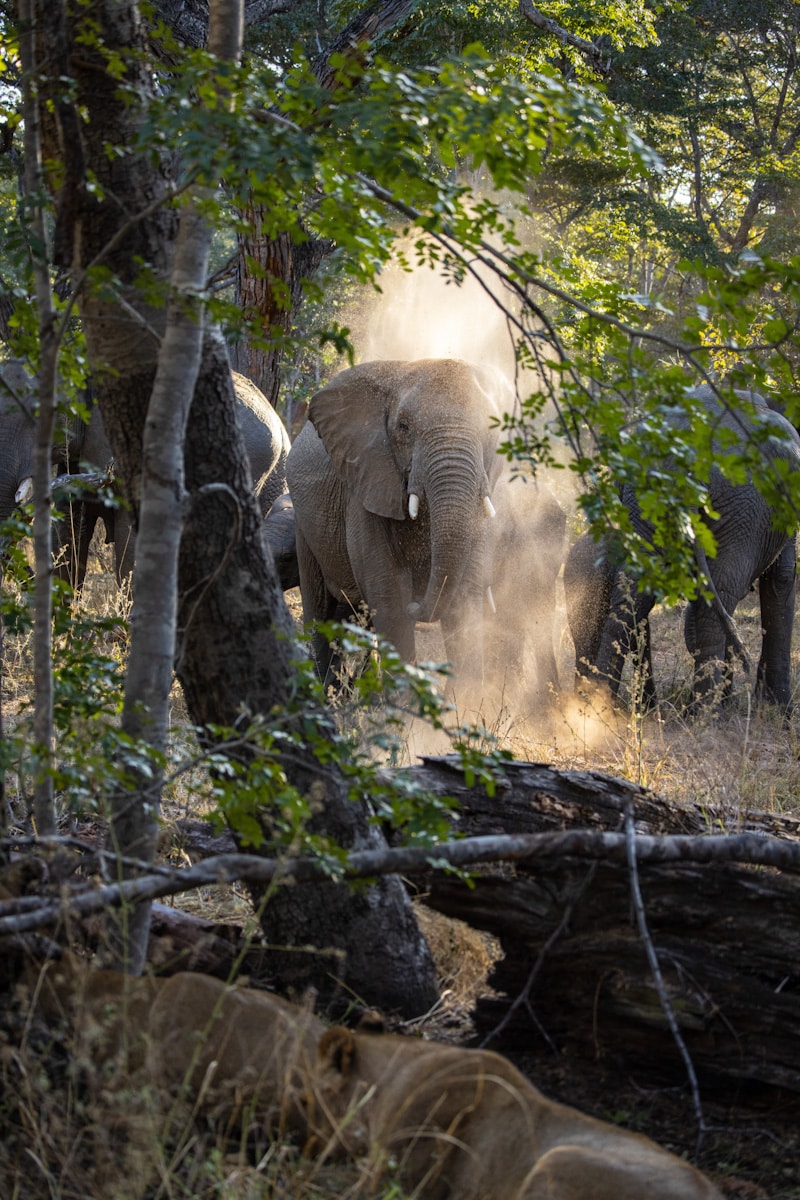 Elephants in Hwange, Zimbabwe