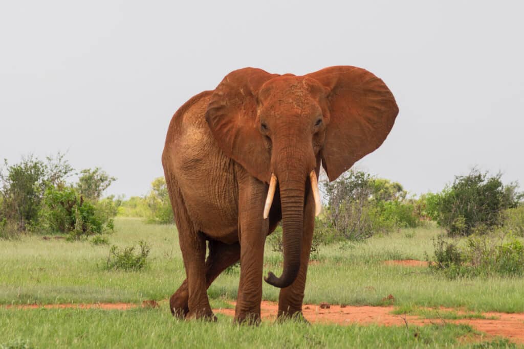 Elephants in Tsavo National Park