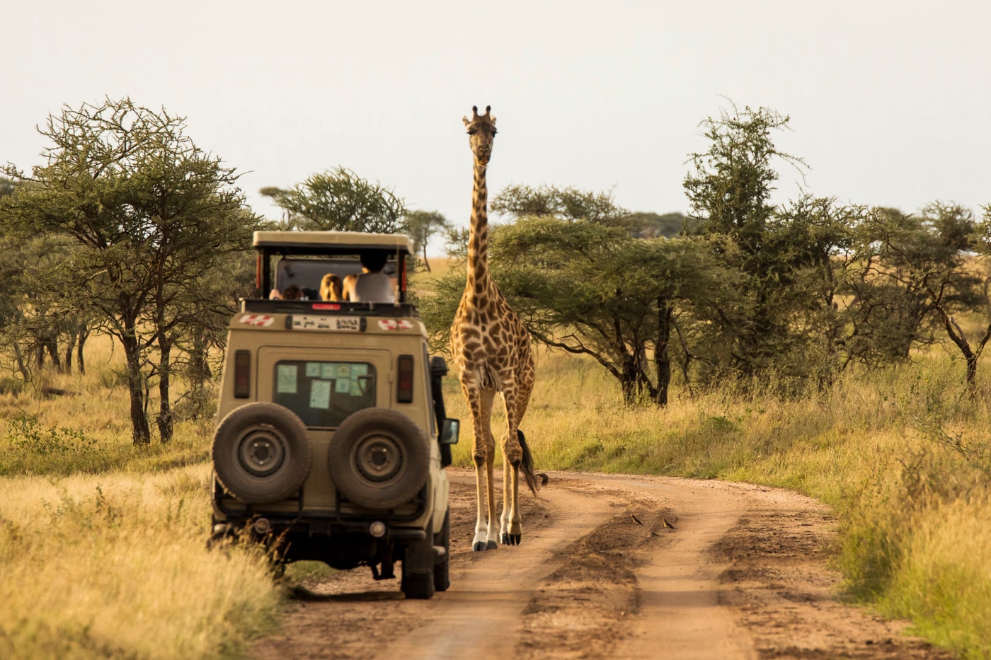 Giraffe on Sunset Safari In Serengeti Best African Safari