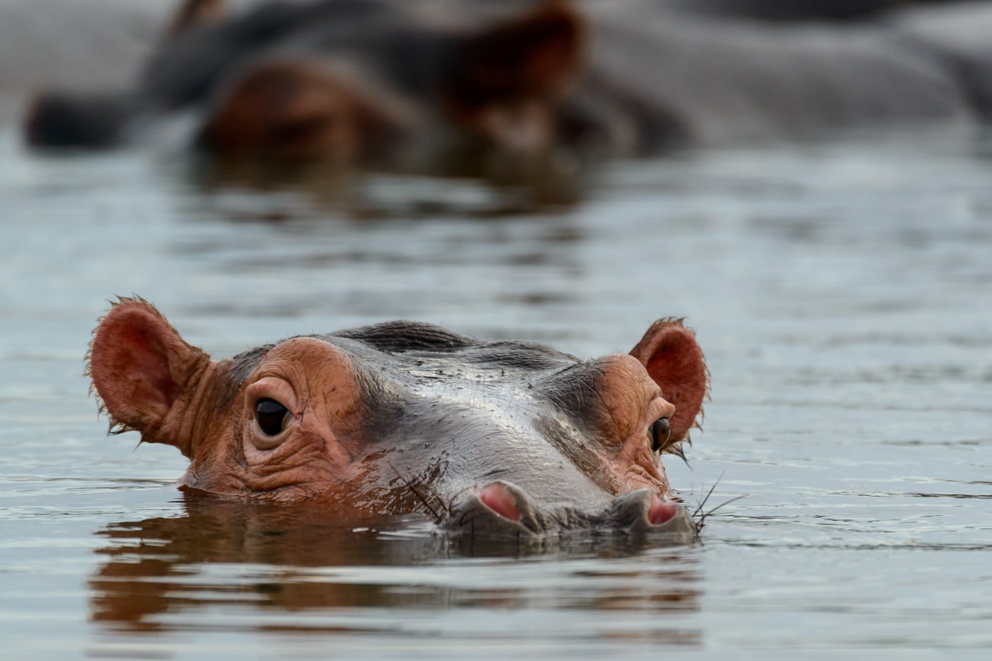 Common Hippo (hippopotamus Amphibius). Eastern Shores. Is