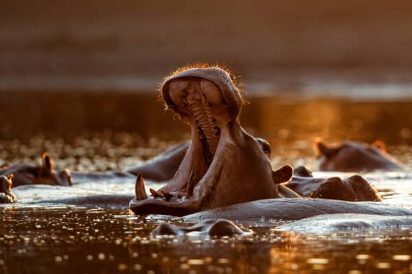 Hippo Yawning With Back Lit During Sunset