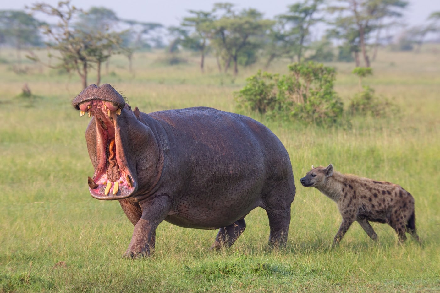 Hippo Walking On The Grass With Open Mouth While Spotted Hyena S