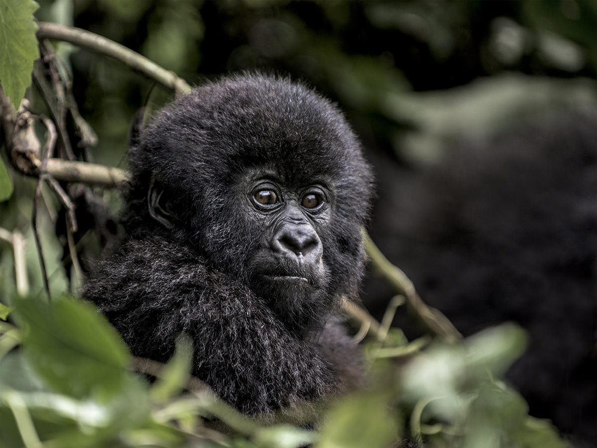 Young Mountain Gorilla In The Virunga National Park, Africa