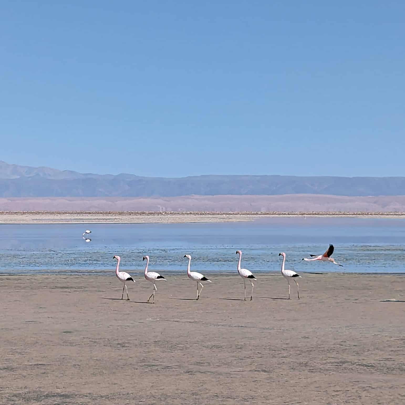 Flamingo in the Atacama Desert, Chile
